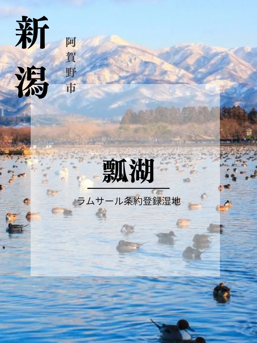 新潟・阿賀野市の瓢湖へ。