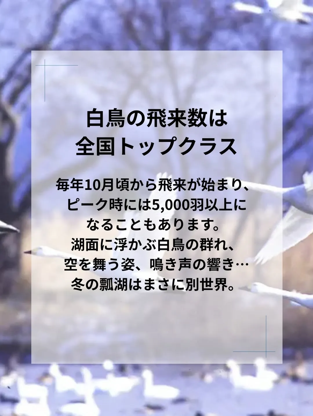 新潟・阿賀野市の瓢湖へ。