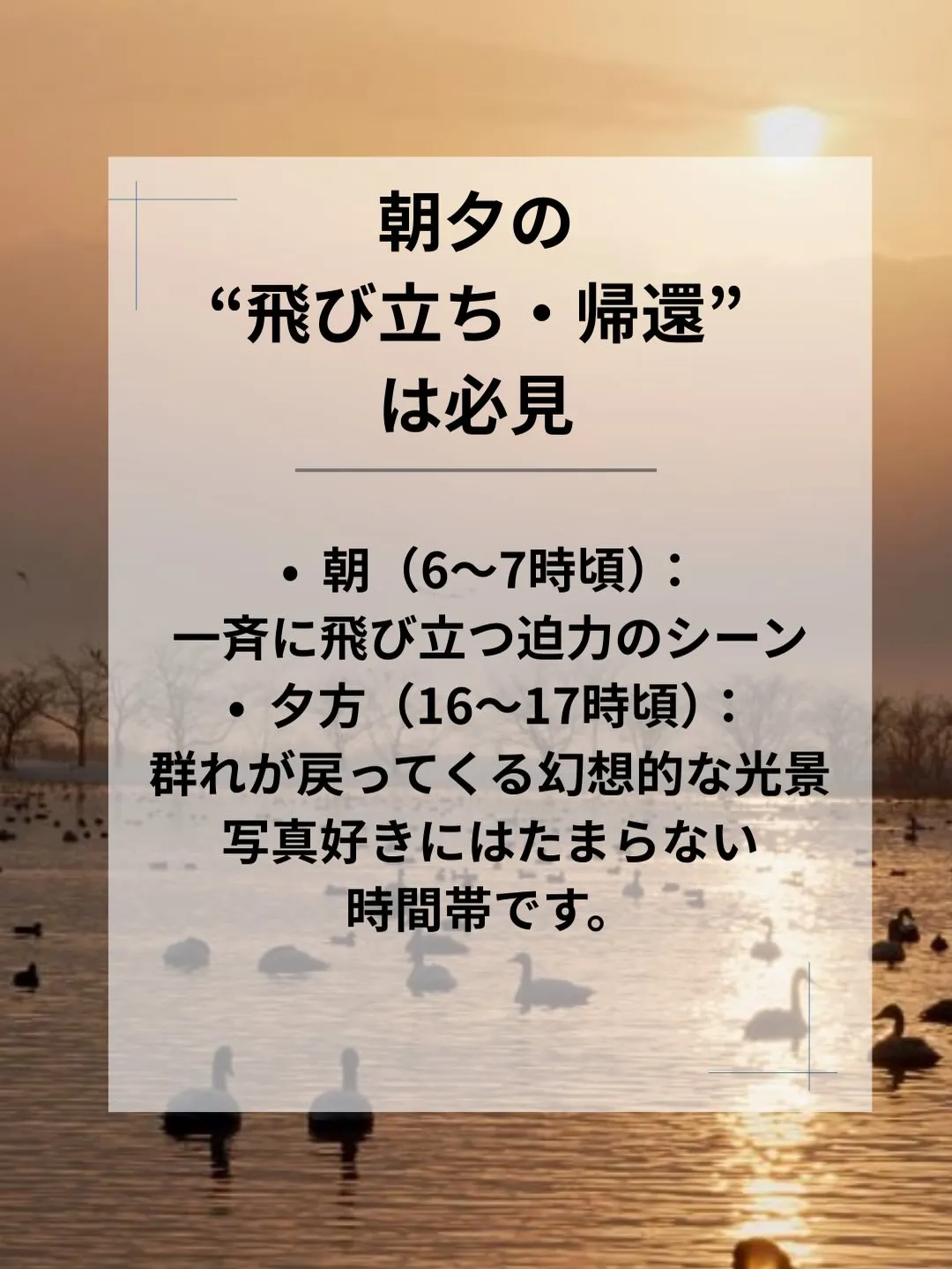 新潟・阿賀野市の瓢湖へ。
